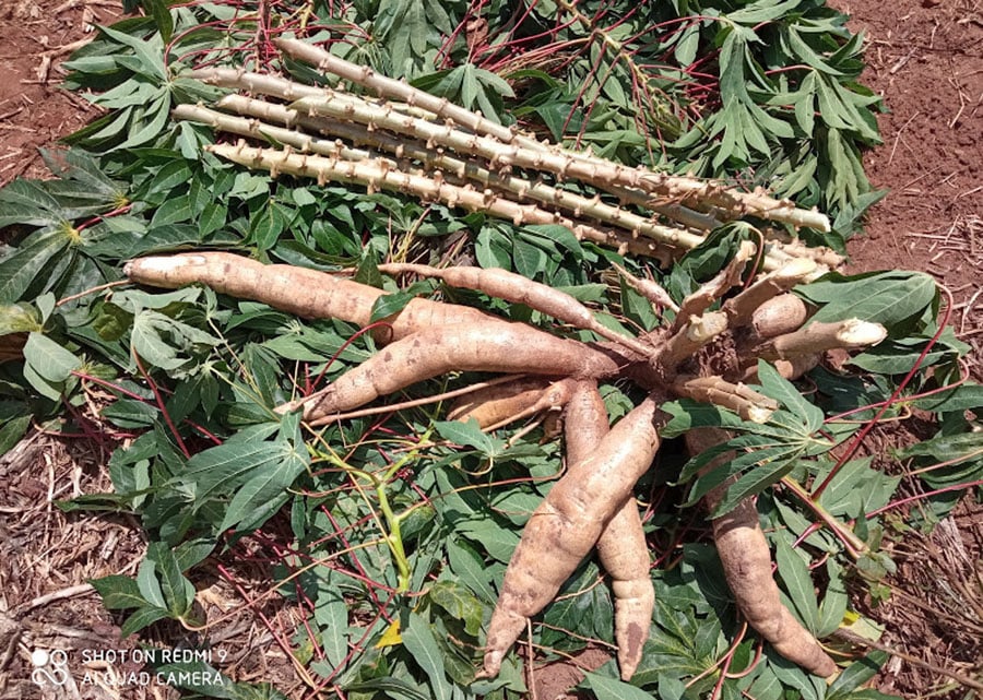 Cultivares de mandioca