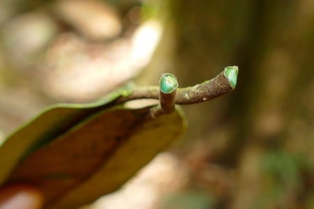 Planta hiperacumuladora de metais