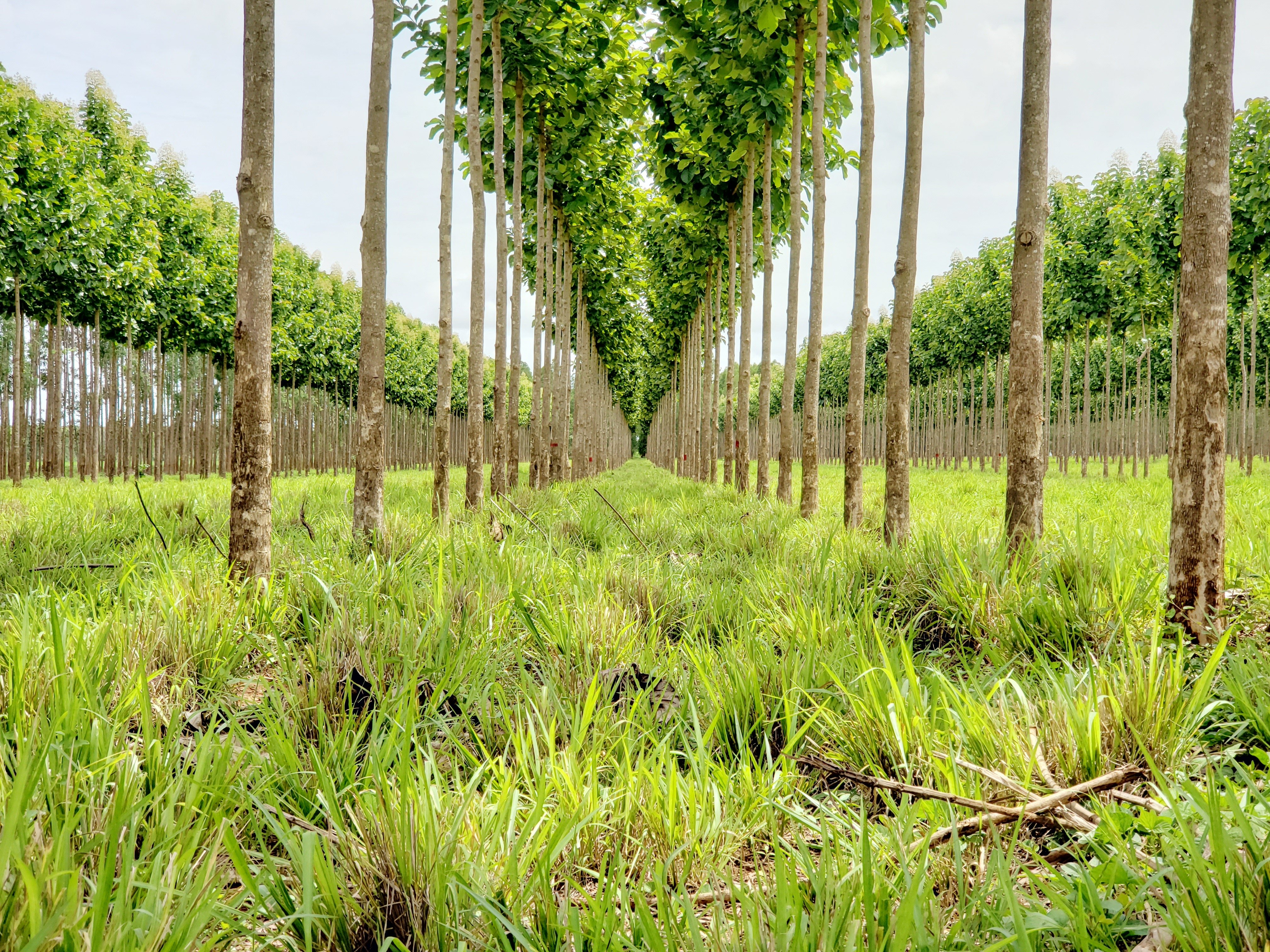integração pecuária-floresta - árvore teca - Estudo Embrapa