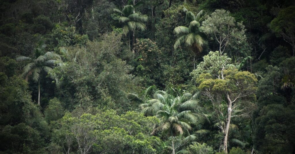 Floresta Ombrófila Densa Montana, Mata Atlântica, Serra dos Órgãos, Guapimirim