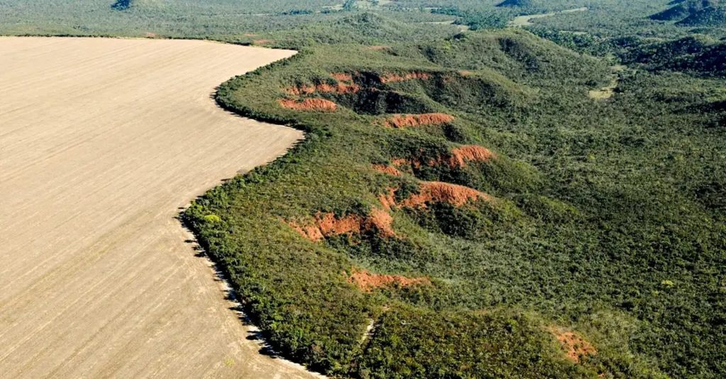 Área de Cerrado com desmatamento