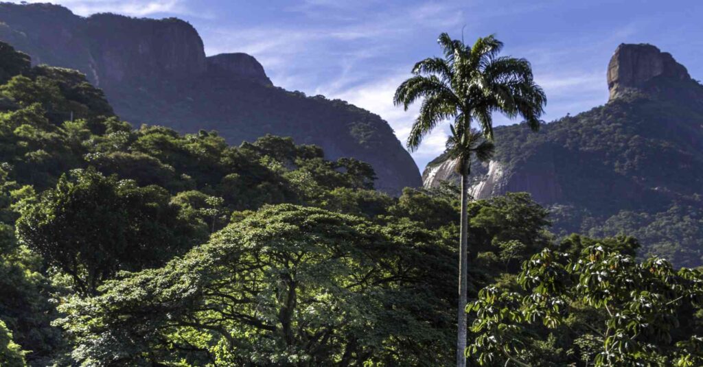 Floresta da Tijuca, no Rio de Janeiro