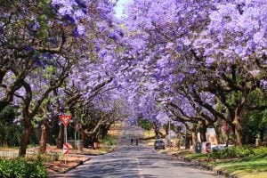 Agroturismo: Quando o Jacarandá do Brasil Pinta a África do Sul de Roxo