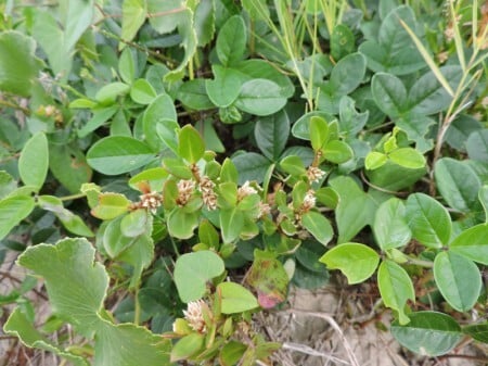 planta, periquito-da-praia