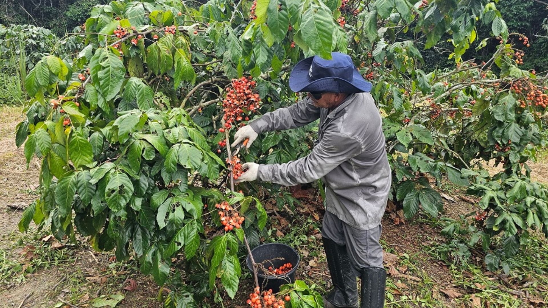 Foto: Maria José Tupinambá/Embrapa.
