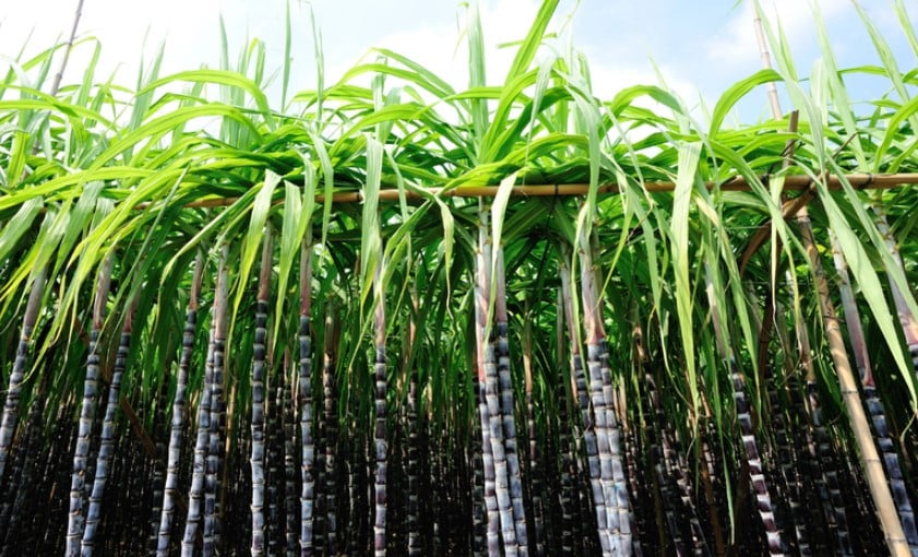 cana-de-açúcar Zarc