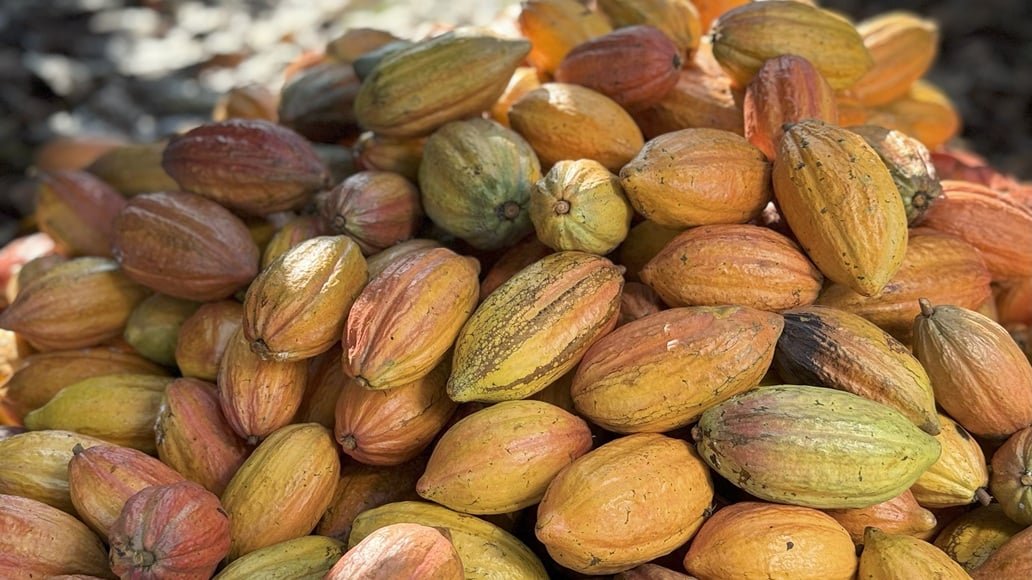 Cacauicultura 4.0: Oeste baiano sedia maior evento do segmento no Brasil