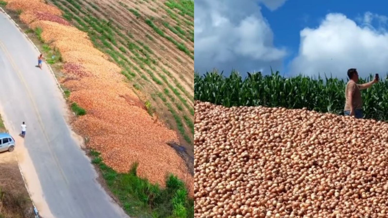 produtores cebola rodovia