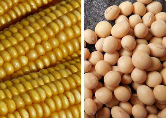 soja e milho, importação e exportação