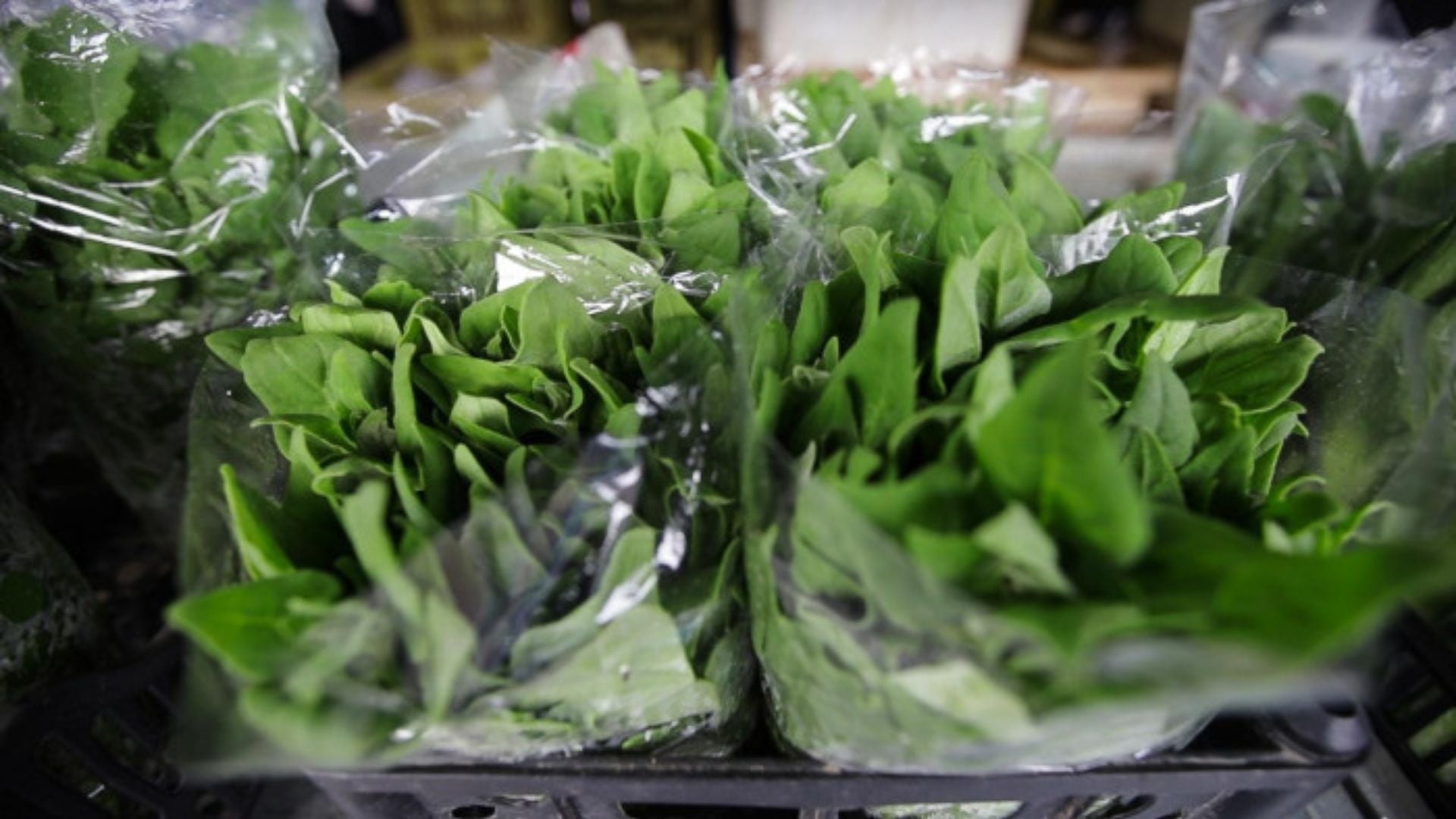 Foto: Divulgação/Defesa Agropecuária de SP.