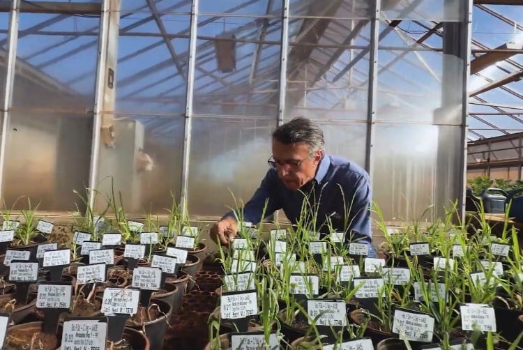 Fernando Adegas, pesquisador Embrapa Soja