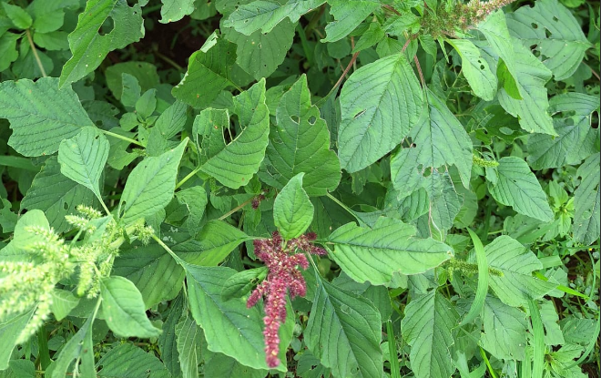 Planta daninha Caruru Roxo em uma lavoura