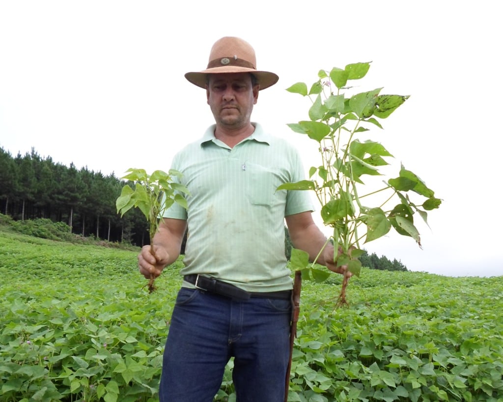 Desempenho de plantas com o uso do higienizado