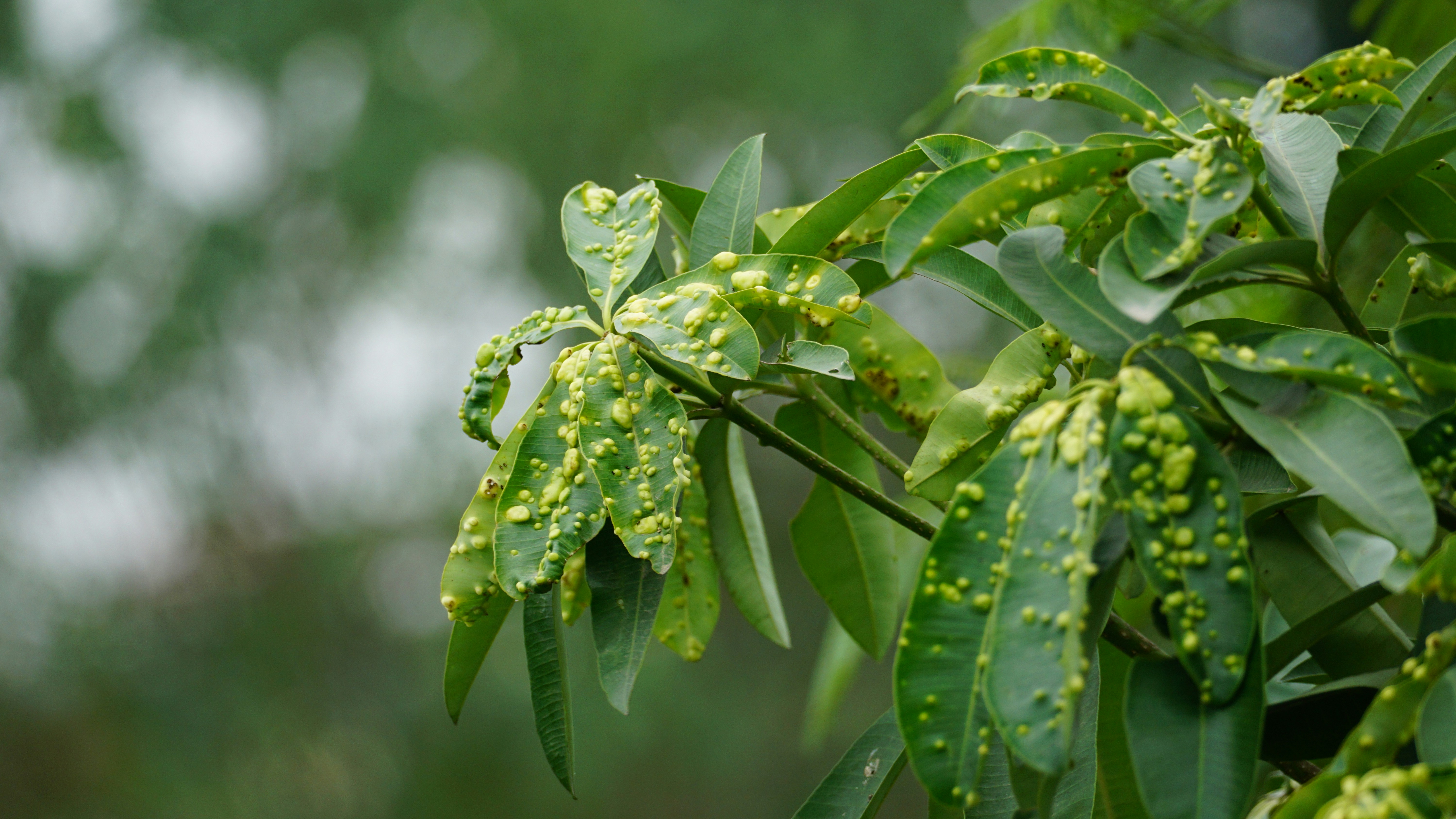 Planta com pragas