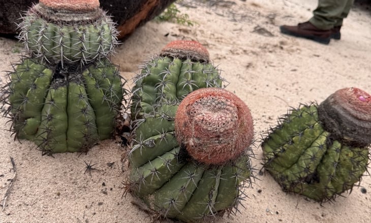 Cactus na Caatinga
