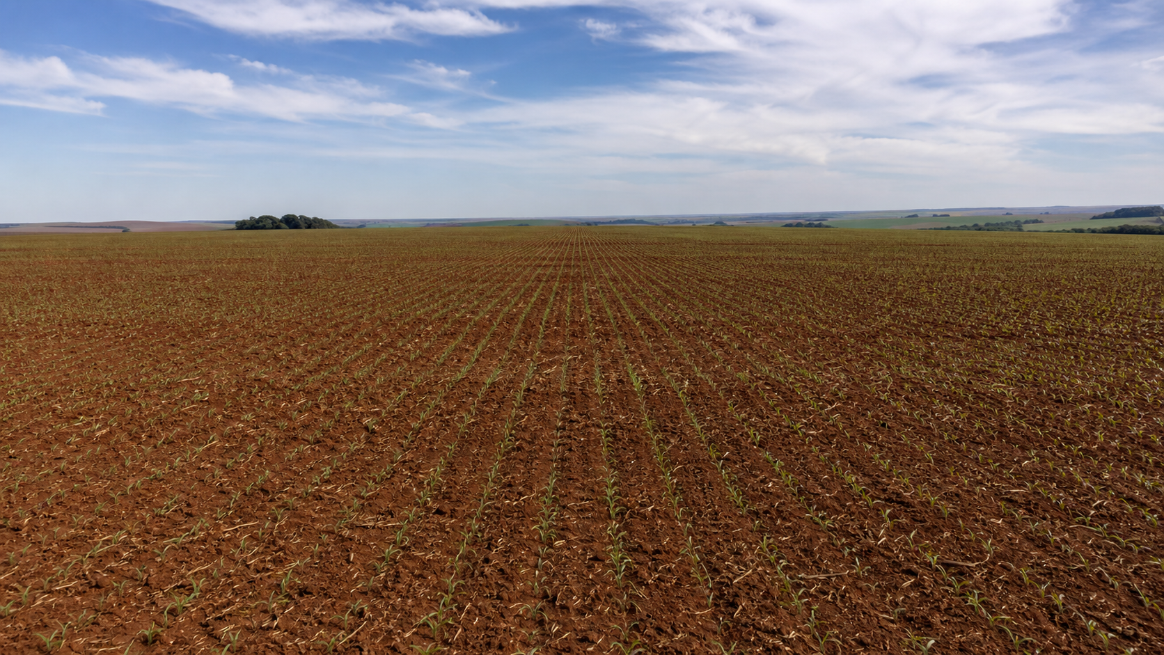 Semeadura da canola avança no Rio Grande do Sul com expectativa de expansão de área