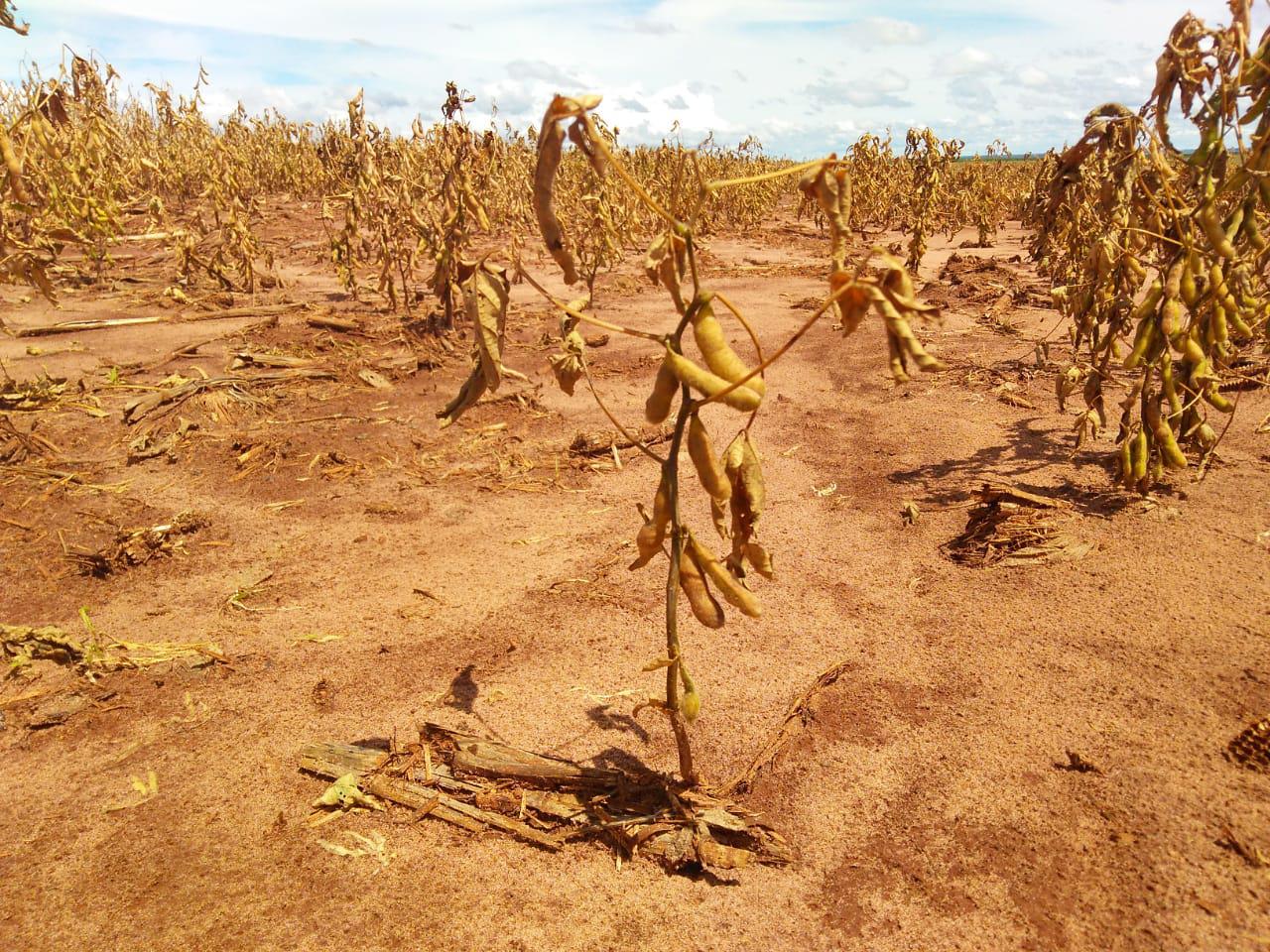 Lavoura de soja seca em Mato Grosso do Sul quebra, la niña, estiagem
