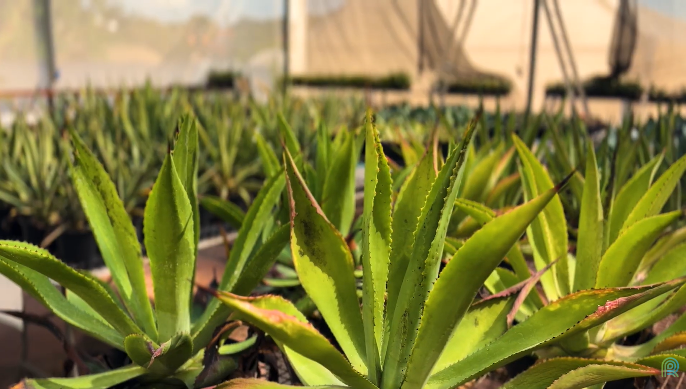 agave