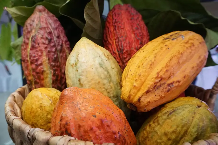 cacau