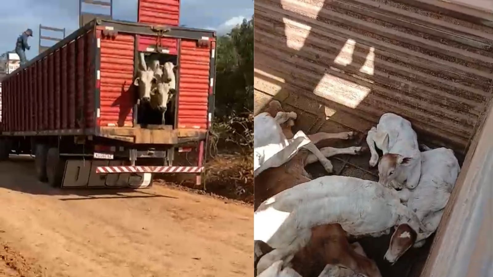 apreensão de gado no pará gera conflito com pecuaristas