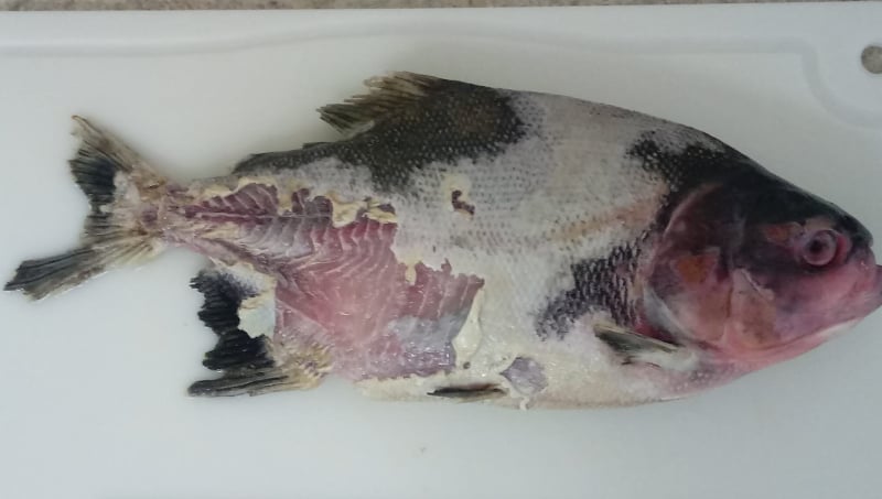 Peixe; doença