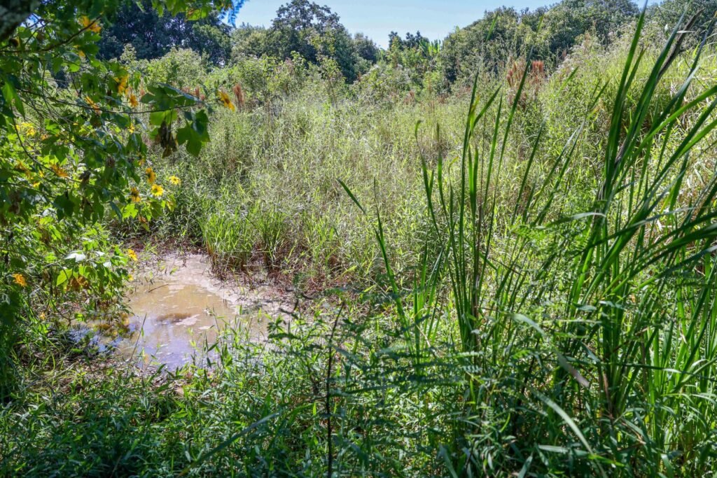 Nascentes no Parque da Lagoinha alimentam rio Melchior e bacia do Descoberto, responsáveis por abastecimento hídrico de mais de 60% do Distrito Federa