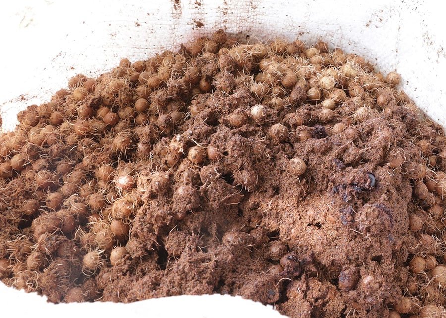 Caroços de açaí são coprodutos pouco aproveitados no processamento agroindustrial