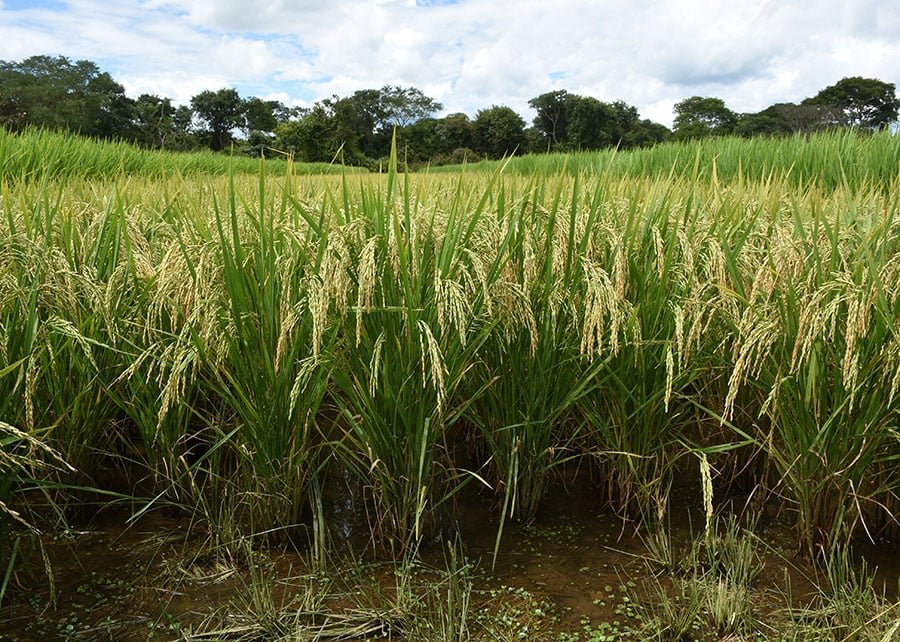 Planta; cigarrinha-do-arroz