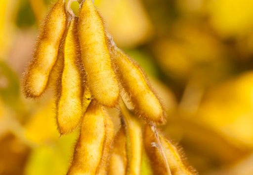 soja