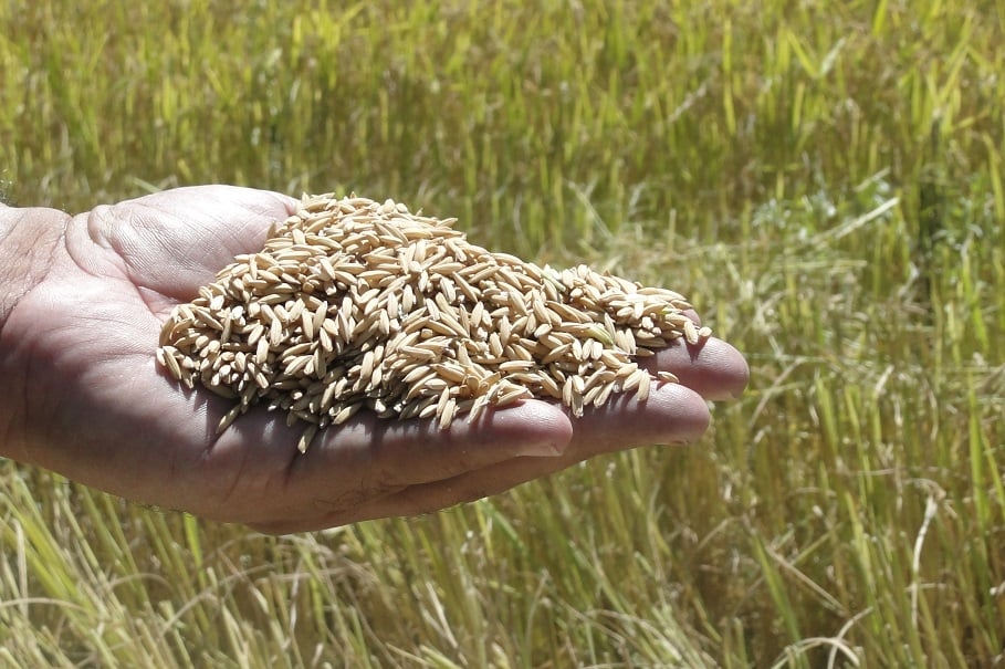 grão de arroz