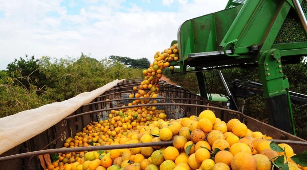 Secretarias da Bahia articula expansão da citricultura com foco em agroindústria e novos mercados