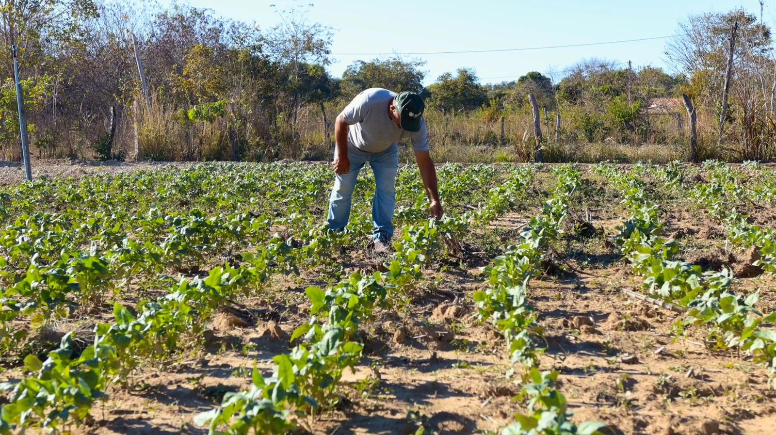 Dia do Agricultor, oeste da Bahia, brasil, riachão das neves, homenagem