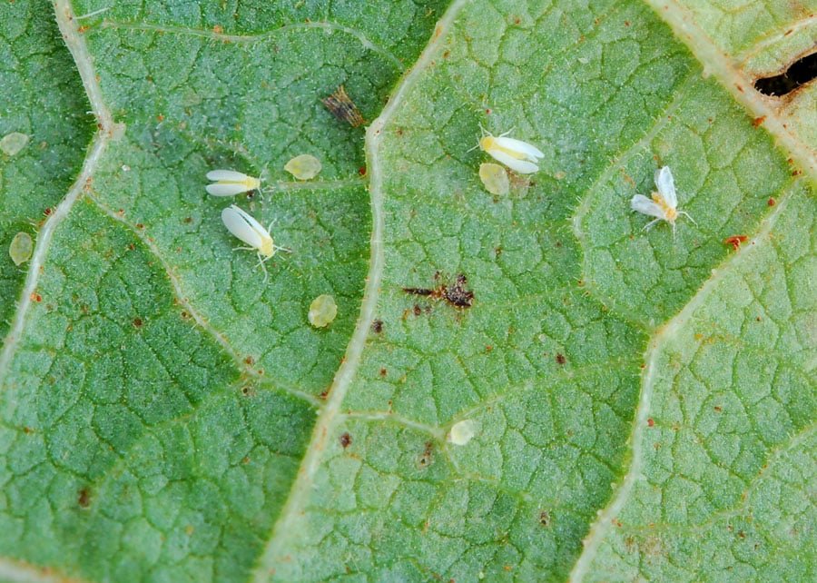 mosca-branca