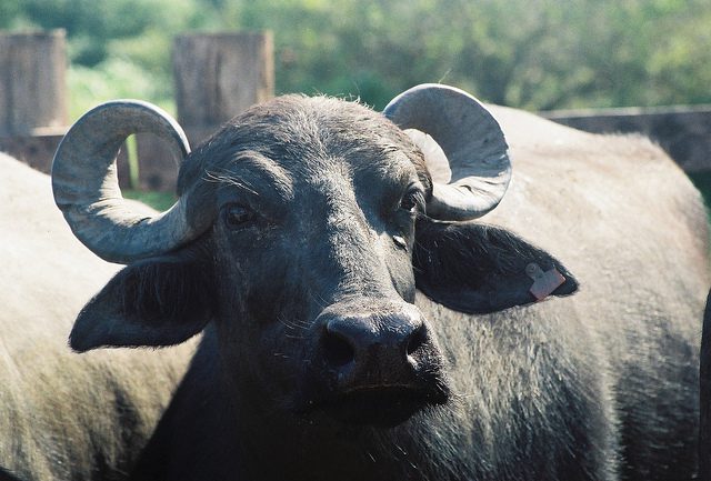 BÚFALO