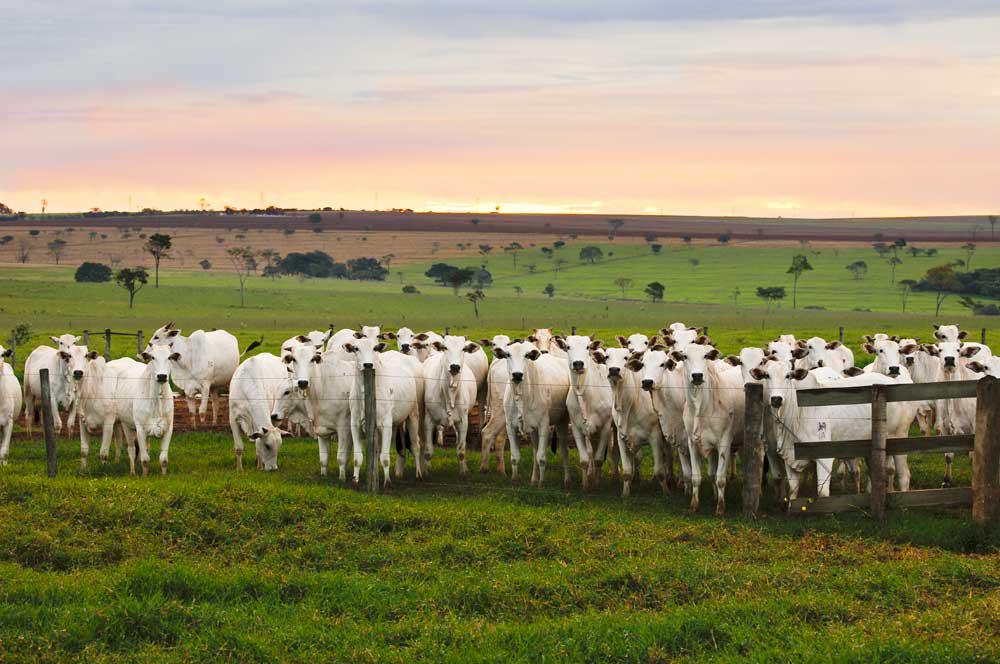 retenção de fêmeas, vacas nelore - embrapa