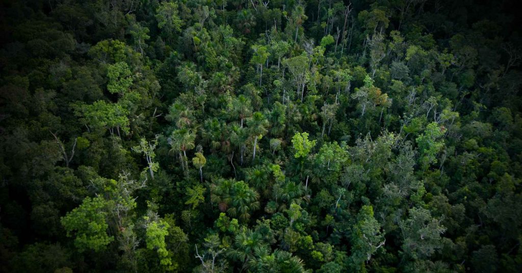 Vista aérea da floresta amazônica