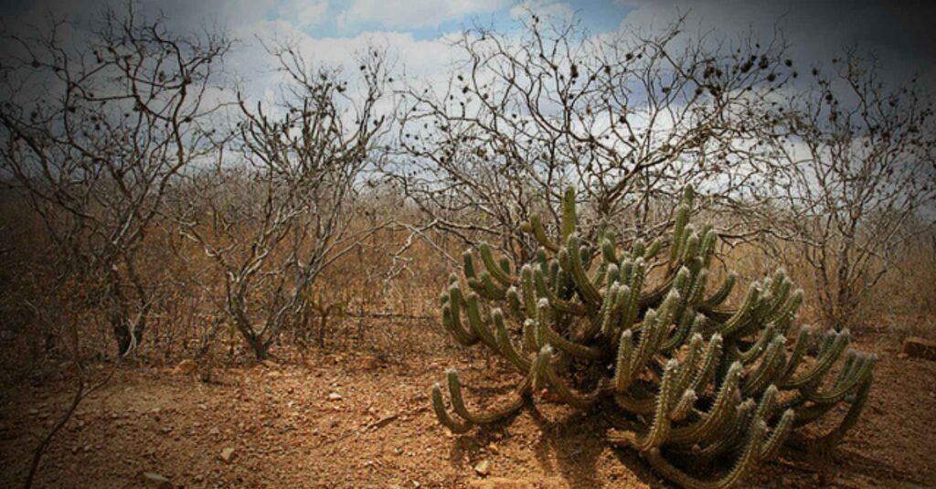 Vegetação da Caatinga, no sertão nordestino