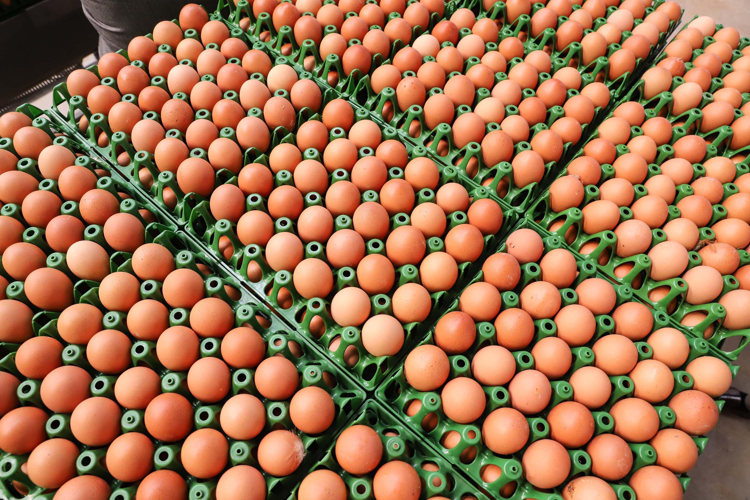 Ovos