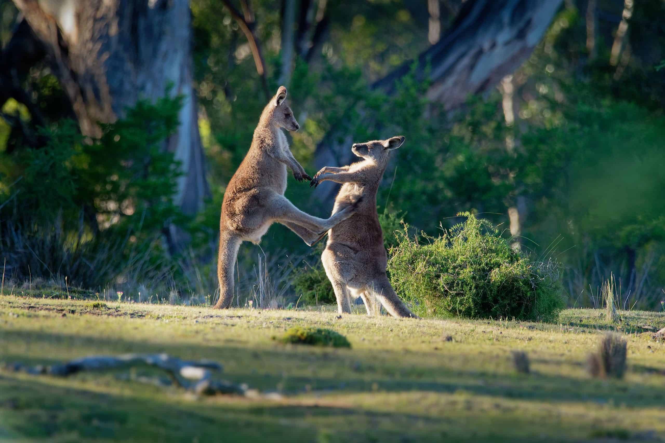 Dois cangurus cinzentos orientais lutando entre si na Tasmânia, Austrália.
