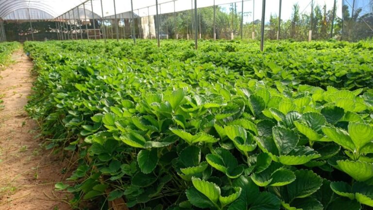 Credito_Marcos-Albertini_WhatsApp-Image-2025-10-22-at-11.41