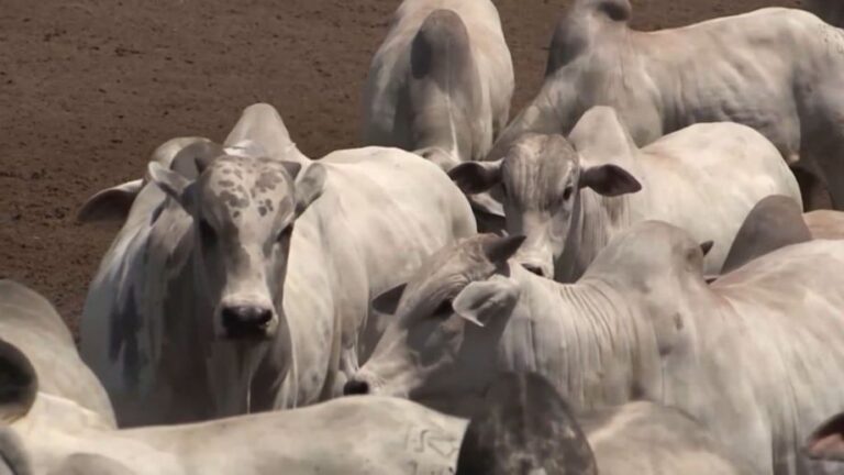 amp-bovinos_confinamento_foto_Reproducao_11.07