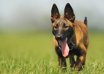Um cachorro vai ser astro de TV
