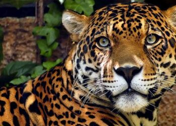 Band reage sem Melhor da Noite e cresce com Planeta Selvagem