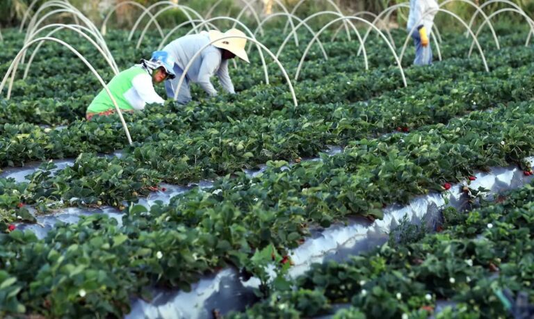 AgroAmigoimpulsionaagriculturafamiliareajudaBrasilasairdoMapadaFome_0065559001779936201