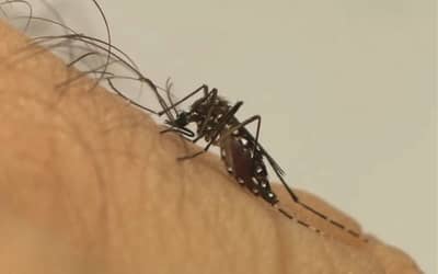 Dengue2026Brasildeveregistrar18milhodecasoscompicoemSPeMG_0911385001779655434