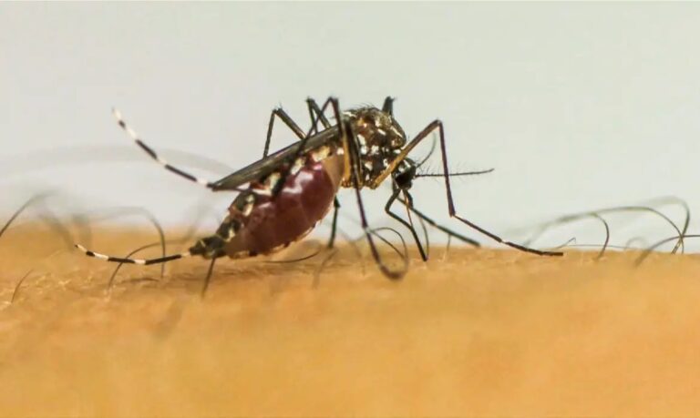 InfecesporAedesaegyptiaumentamriscodecomplicaesnoparto_0265108001779597795