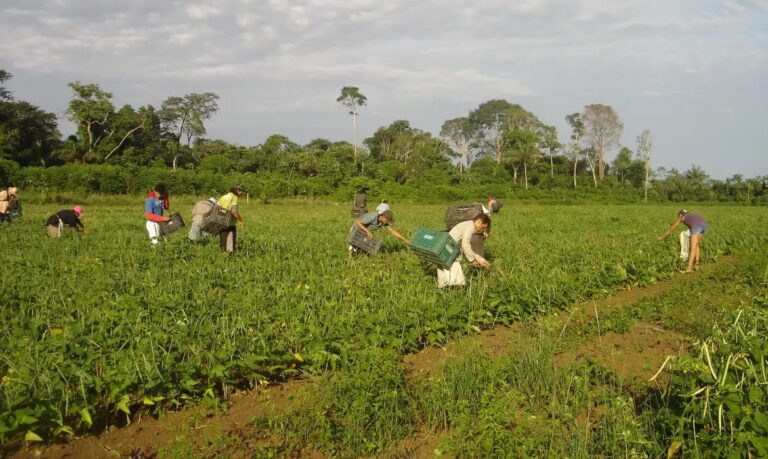 SaibacomoacessaroAgroAmigoeinvestirnaproduodasuafamlia_0861786001779954224