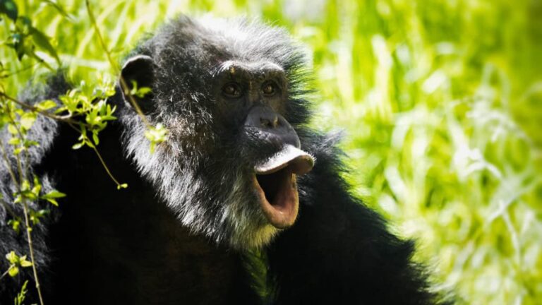 Macaco-rindo-1024x576-1