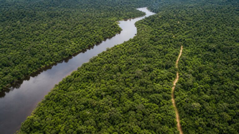 edital-abre-concessao-florestal-de-267-mil-hectares-na-flona-de-balata-tufari