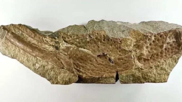 fossil-de-escorpiao-gigante-maior-que-cachorro-1024x577-1